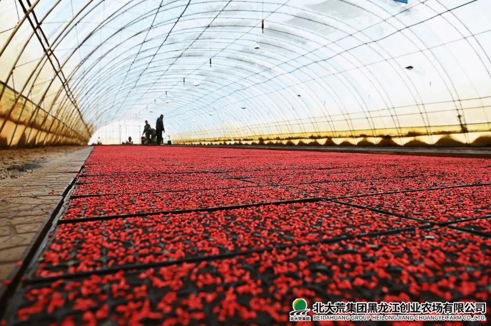 播种1.jpg